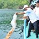 Pemkab Simalungun Restocking Di Danau Toba, Dorong Hasil Nelayan