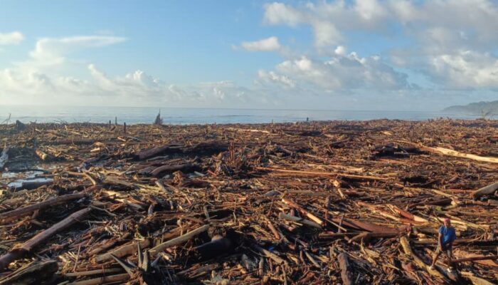 Sampah Kayu Menumpuk Di Pesisir Pantai Desa Bawozaua Nias Selatan
