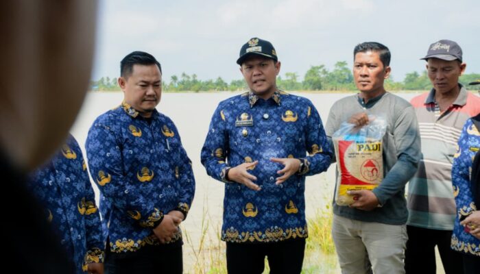 Banjir Rusak Belasan Ribu Hektare Tanaman Padi Di Sergai, Pemerintah Turun Tangan