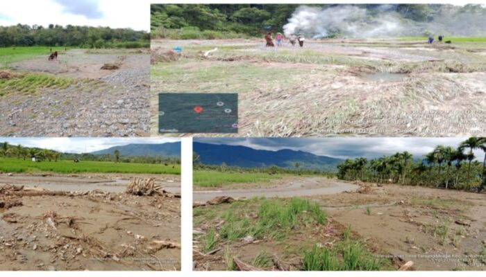 Kerugian Tanaman Pangan Sumut Akibat Banjir Tembus Rp 922 M, Padi Alami Kerusakan Terbesar