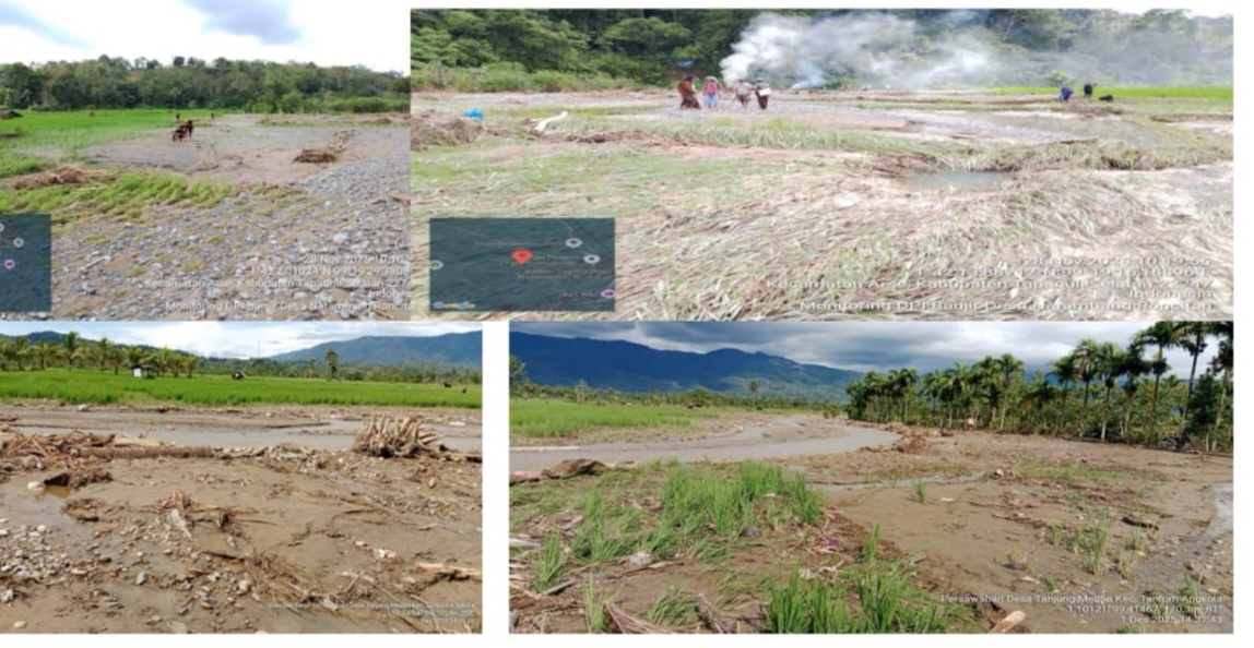 Kerugian Tanaman Pangan Sumut Akibat Banjir Tembus Rp 922 M, Padi Alami Kerusakan Terbesar