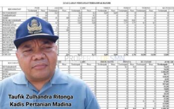 4.498,78 Ha Lahan Pertanian Terdampak Banjir Dan Tanah Longsor Madina