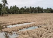 2.014 Hektare Sawah Bireuen Tertimbun Lumpur, Warga Minta Bantuan Pemda