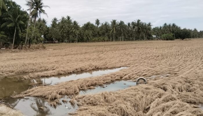 2.014 Hektare Sawah Bireuen Tertimbun Lumpur, Warga Minta Bantuan Pemda
