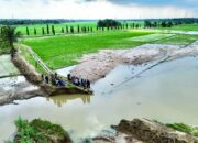 Kementan Tinjau Langsung Lahan Pertanian Terdampak Bencana