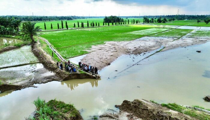 Kementan Tinjau Langsung Lahan Pertanian Terdampak Bencana
