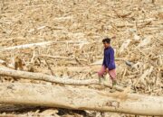 Banjir Bandang Dan Lautan Kayu Gelondongan: “Isi Rimba Tak Ada Tempat Berpijak Lagi”
