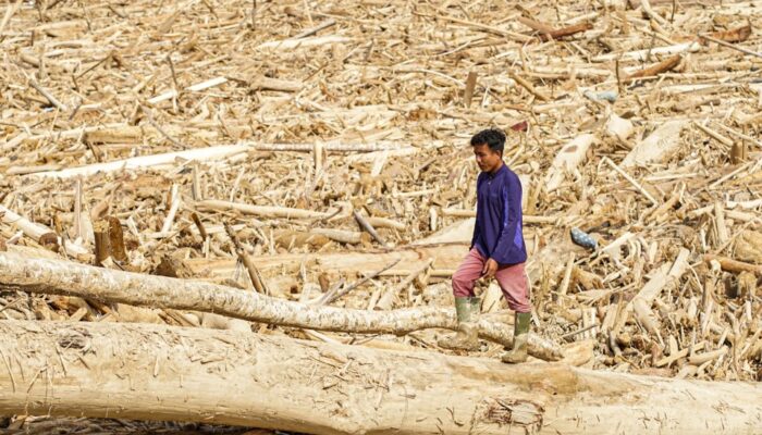 Banjir Bandang Dan Lautan Kayu Gelondongan: “Isi Rimba Tak Ada Tempat Berpijak Lagi”
