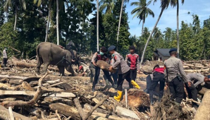 Empat Gajah Bersihkan Material Banjir Pidie Jaya