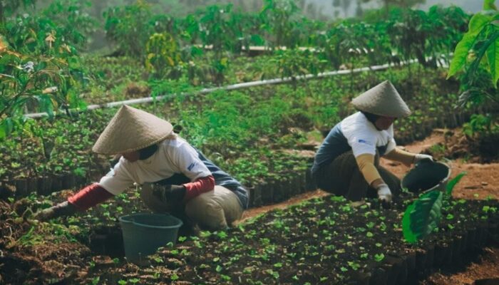 Astra Dukung Pemberdayaan Ekonomi Desa Petani Kopi Garut