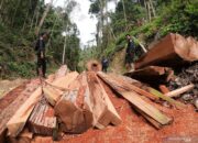 NasDem Sumut Desak Menhut Beberkan Data Perusahaan Perusak Hutan