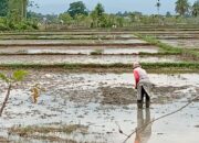 Petani Pidie Bangkit Di Tengah Lumpur