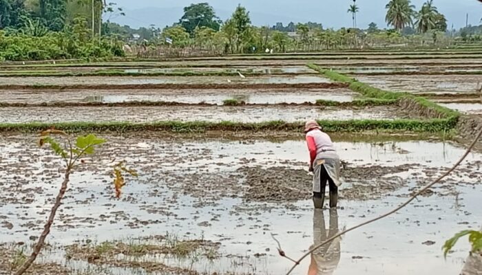 Petani Pidie Bangkit Di Tengah Lumpur