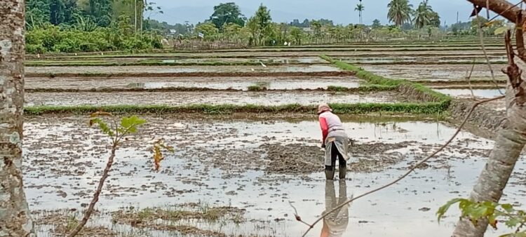 Petani Pidie Bangkit Di Tengah Lumpur