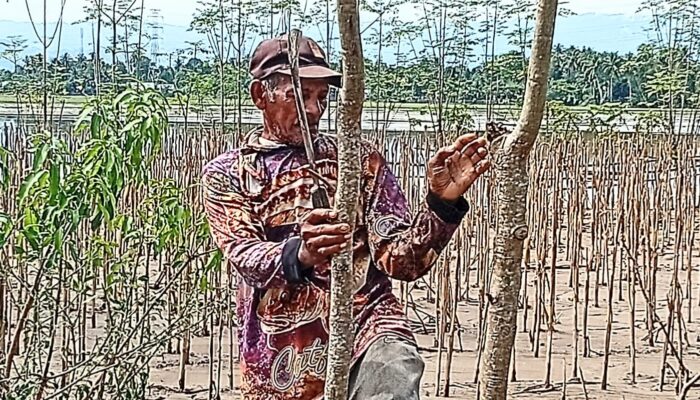 Harapan Petani Jagung Manis Di Pidie Lenyap Bersama Banjir Lumpur