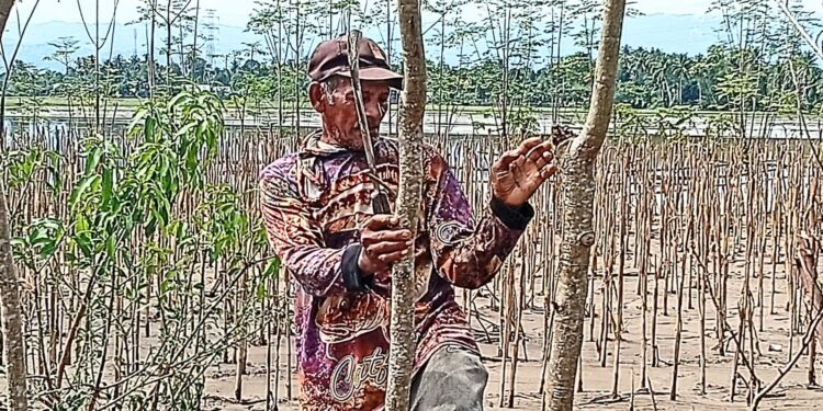 Harapan Petani Jagung Manis Di Pidie Lenyap Bersama Banjir Lumpur