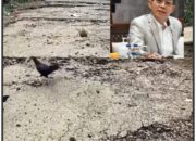 Presiden Instruksikan KDh Awasi Pembalakan Hutan, Bupati Tapsel Sudah Lakukan