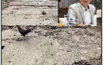 Presiden Instruksikan KDh Awasi Pembalakan Hutan, Bupati Tapsel Sudah Lakukan