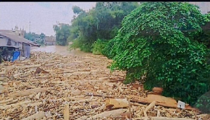 Ribuan Kubik Kayu Banjir Kembang Tanjong Menghilang