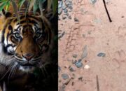 BKSDA Pasang Kamera Pengintai Pasca Warga Diteror Harimau