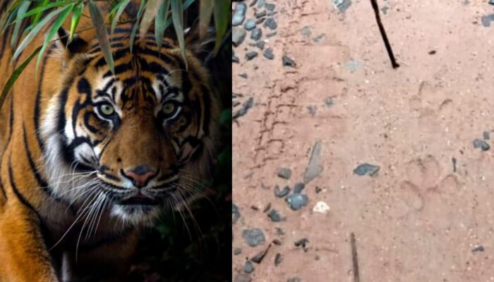 BKSDA Pasang Kamera Pengintai Pasca Warga Diteror Harimau