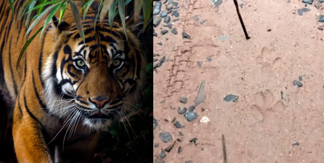 BKSDA Pasang Kamera Pengintai Pasca Warga Diteror Harimau