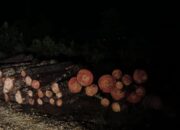 Oknum Polisi Diduga Babat Pinus Di Parsingguran II