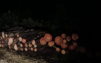 Oknum Polisi Diduga Babat Pinus Di Parsingguran II