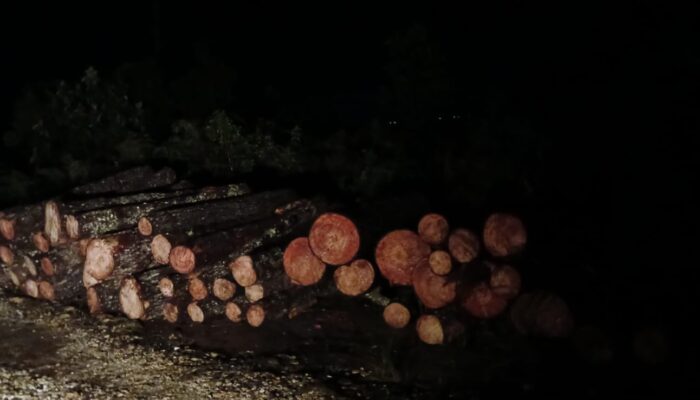 Oknum Polisi Diduga Babat Pinus Di Parsingguran II