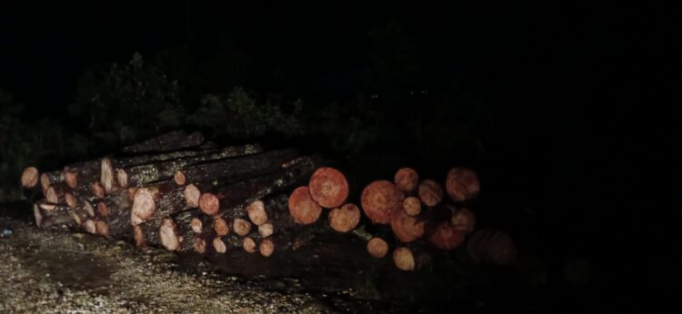 Oknum Polisi Diduga Babat Pinus Di Parsingguran II