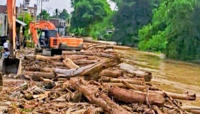 Manusia Bermental Rayap Di Balik Kayu Hilang Di Kembang Tanjong