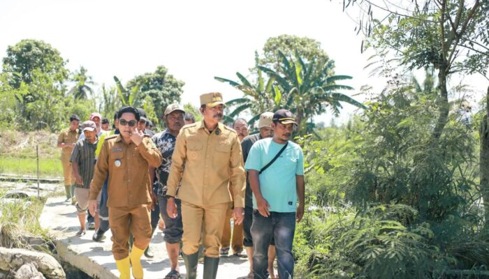Pemkab Madina Normalisasi Aek Sibontar Untuk Selamatkan Sawah Warga