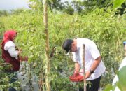 Pemkab Deliserdang Akan Selalu Hadir Di Sektor Pertanian, Asri Ludin Tambunan: Dari Hulu Sampai Ke Hilir Akan Kita Urus