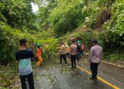 Cuaca Ekstrem Landa Sabang, Pohon Tumbang Tutupi Jalan