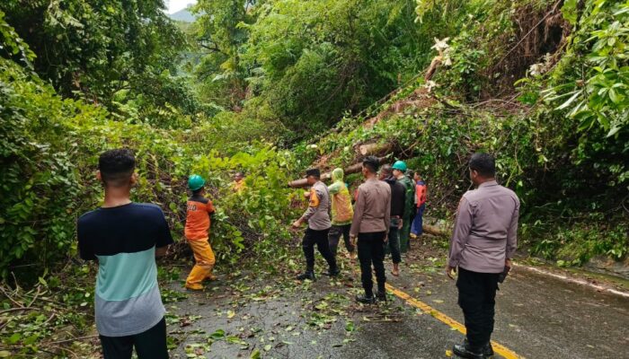 Cuaca Ekstrem Landa Sabang, Pohon Tumbang Tutupi Jalan