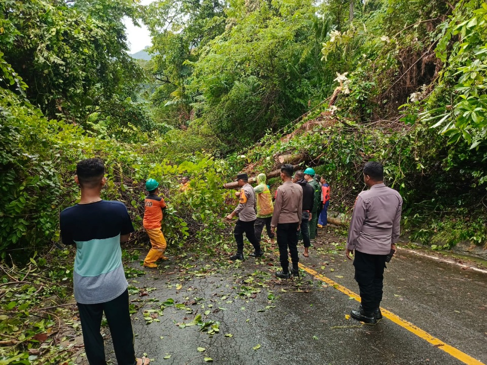 Cuaca Ekstrem Landa Sabang, Pohon Tumbang Tutupi Jalan
