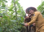 Panen Timun Di Sunggal, Wabup: Pemerintah Hadir Untuk Petani