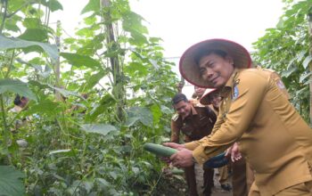 Panen Timun Di Sunggal, Wabup: Pemerintah Hadir Untuk Petani