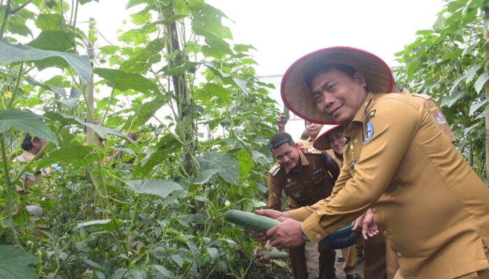 Panen Timun Di Sunggal, Wabup: Pemerintah Hadir Untuk Petani