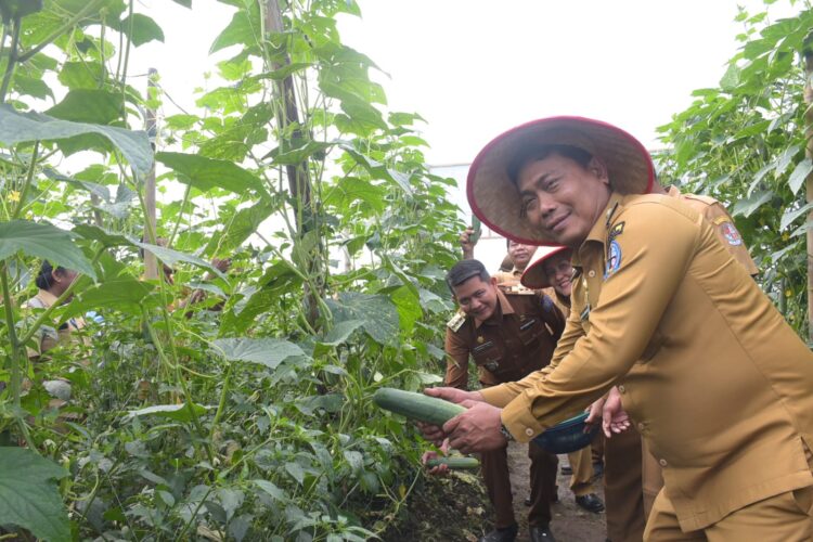 Panen Timun Di Sunggal, Wabup: Pemerintah Hadir Untuk Petani