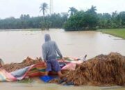 11.010 Hektare Sawah Di Aceh Timur Terendam Banjir