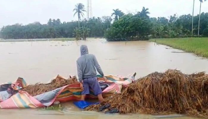 11.010 Hektare Sawah Di Aceh Timur Terendam Banjir