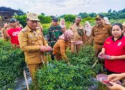 Panen Perdana Cabai Merah, Wabup Deliserdang: Pertanian Di Namorambe Begitu Subur