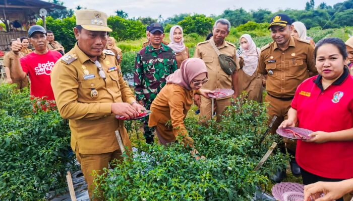 Panen Perdana Cabai Merah, Wabup Deliserdang: Pertanian Di Namorambe Begitu Subur