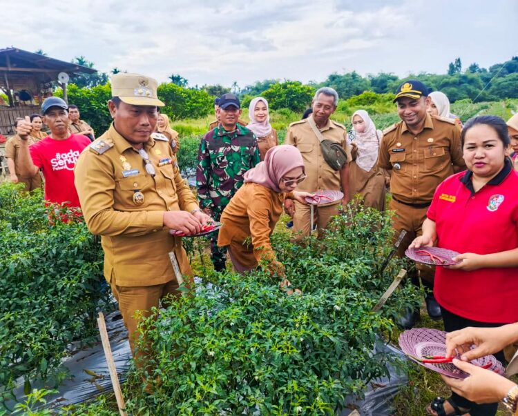 Panen Perdana Cabai Merah, Wabup Deliserdang: Pertanian Di Namorambe Begitu Subur