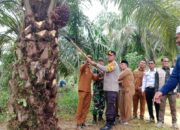 Bantuan Kebun Sawit Untuk Ponpes Dipanen Wali Kota Rasyid Bancin