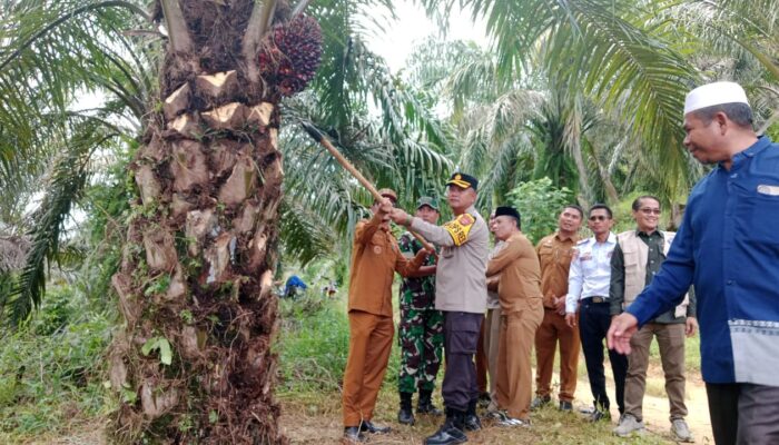 Bantuan Kebun Sawit Untuk Ponpes Dipanen Wali Kota Rasyid Bancin