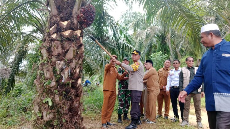 Bantuan Kebun Sawit Untuk Ponpes Dipanen Wali Kota Rasyid Bancin