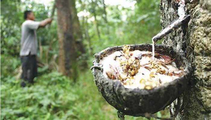 Pasca Banjir, Pasokan BOKAR Ke Pabrik Pengolahan Turun Drastis