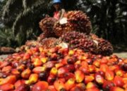 Dihantam Sentimen Negatif, Harga CPO Kembali Terpuruk